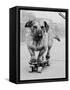 Dog Riding Skateboard-Bettmann-Framed Stretched Canvas