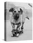 Dog Riding Skateboard-Bettmann-Stretched Canvas