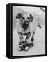 Dog Riding Skateboard-Bettmann-Framed Stretched Canvas