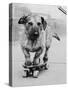 Dog Riding Skateboard-Bettmann-Stretched Canvas