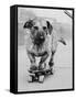 Dog Riding Skateboard-Bettmann-Framed Stretched Canvas