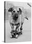 Dog Riding Skateboard-Bettmann-Stretched Canvas