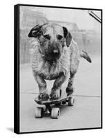 Dog Riding Skateboard-Bettmann-Framed Stretched Canvas