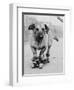 Dog Riding Skateboard-Bettmann-Framed Premium Photographic Print