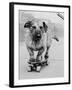 Dog Riding Skateboard-Bettmann-Framed Premium Photographic Print