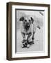 Dog Riding Skateboard-Bettmann-Framed Photographic Print