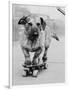 Dog Riding Skateboard-Bettmann-Framed Photographic Print