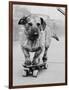 Dog Riding Skateboard-Bettmann-Framed Photographic Print