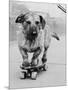 Dog Riding Skateboard-Bettmann-Mounted Photographic Print