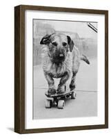 Dog Riding Skateboard-Bettmann-Framed Photographic Print