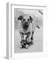 Dog Riding Skateboard-Bettmann-Framed Photographic Print