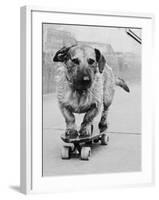 Dog Riding Skateboard-Bettmann-Framed Photographic Print