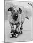 Dog Riding Skateboard-Bettmann-Mounted Photographic Print