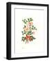 Dog Rose, 1980-Nell Hill-Framed Giclee Print