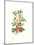 Dog Rose, 1980-Nell Hill-Mounted Giclee Print