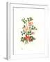 Dog Rose, 1980-Nell Hill-Framed Giclee Print