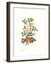 Dog Rose, 1980-Nell Hill-Framed Giclee Print