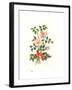 Dog Rose, 1980-Nell Hill-Framed Giclee Print