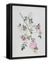 Dog Rose, 2003-Rebecca John-Framed Stretched Canvas