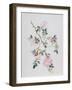 Dog Rose, 2003-Rebecca John-Framed Giclee Print