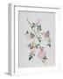 Dog Rose, 2003-Rebecca John-Framed Giclee Print