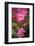 Dog Rose Bush, Blossoms, Close-Up-Brigitte Protzel-Framed Photographic Print