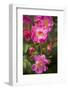 Dog Rose Bush, Blossoms, Close-Up-Brigitte Protzel-Framed Photographic Print