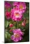 Dog Rose Bush, Blossoms, Close-Up-Brigitte Protzel-Mounted Photographic Print