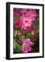 Dog Rose Bush, Blossoms, Close-Up-Brigitte Protzel-Framed Photographic Print