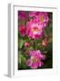 Dog Rose Bush, Blossoms, Close-Up-Brigitte Protzel-Framed Photographic Print