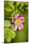 Dog Rose {Rosa Canina} Flowering in Healthy Hedgerow, Denmark Farm, Lampeter, Wales, UK. June-Ross Hoddinott-Mounted Photographic Print