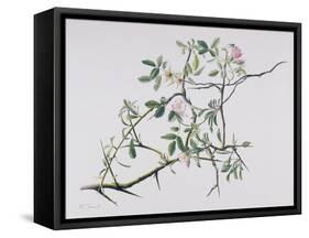 Dog Rose Tangling with Blackthorn, 1998-Rebecca John-Framed Stretched Canvas