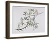 Dog Rose Tangling with Blackthorn, 1998-Rebecca John-Framed Giclee Print