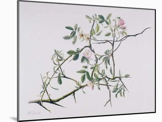 Dog Rose Tangling with Blackthorn, 1998-Rebecca John-Mounted Giclee Print