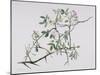 Dog Rose Tangling with Blackthorn, 1998-Rebecca John-Mounted Giclee Print