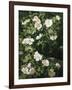 Dog Roses in Flower-Niels Peter Rasmussen-Framed Giclee Print