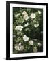 Dog Roses in Flower-Niels Peter Rasmussen-Framed Giclee Print