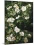 Dog Roses in Flower-Niels Peter Rasmussen-Mounted Giclee Print