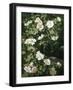 Dog Roses in Flower-Niels Peter Rasmussen-Framed Giclee Print