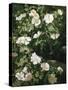 Dog Roses in Flower-Niels Peter Rasmussen-Stretched Canvas