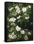 Dog Roses in Flower-Niels Peter Rasmussen-Framed Stretched Canvas
