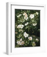 Dog Roses in Flower-Niels Peter Rasmussen-Framed Giclee Print