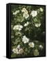 Dog Roses in Flower-Niels Rasmussen-Framed Stretched Canvas