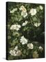 Dog Roses in Flower-Niels Rasmussen-Stretched Canvas