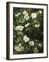 Dog Roses in Flower-Niels Rasmussen-Framed Giclee Print