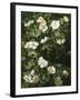 Dog Roses in Flower-Niels Rasmussen-Framed Giclee Print