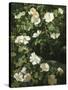 Dog Roses in Flower-Niels Rasmussen-Stretched Canvas