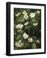 Dog Roses in Flower-Niels Rasmussen-Framed Giclee Print