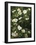 Dog Roses in Flower-Niels Rasmussen-Framed Giclee Print