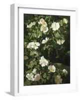 Dog Roses in Flower-Niels Rasmussen-Framed Giclee Print